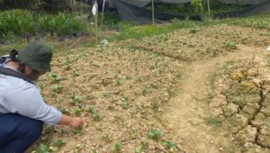 Ratusan Hektar Lahan Pertanian Gagal Panen Akibat Kemarau