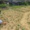 Lahan pertanian yang dilanda kemarau (pusaranmedia)