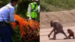 Orangutan di Lokasi Pertambangan Diselamatkan BKSDA Kaltim