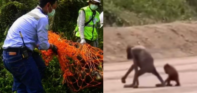 Orangutan yang viral di TikTok beberapa hari lalu kini diselamatkan BKSDA Kaltim (kolase)