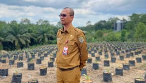 Komitmen Disbun Kaltim, Siapkan 50 Ribu Benih Unggul