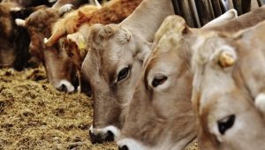 Sapi (dok: ist)