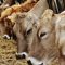 Sapi (dok: ist)