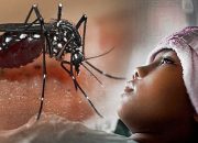 Efektivitas Wolbachia Dipertanyakan, DPRD Bontang Minta Evaluasi dan Kejelasan Program